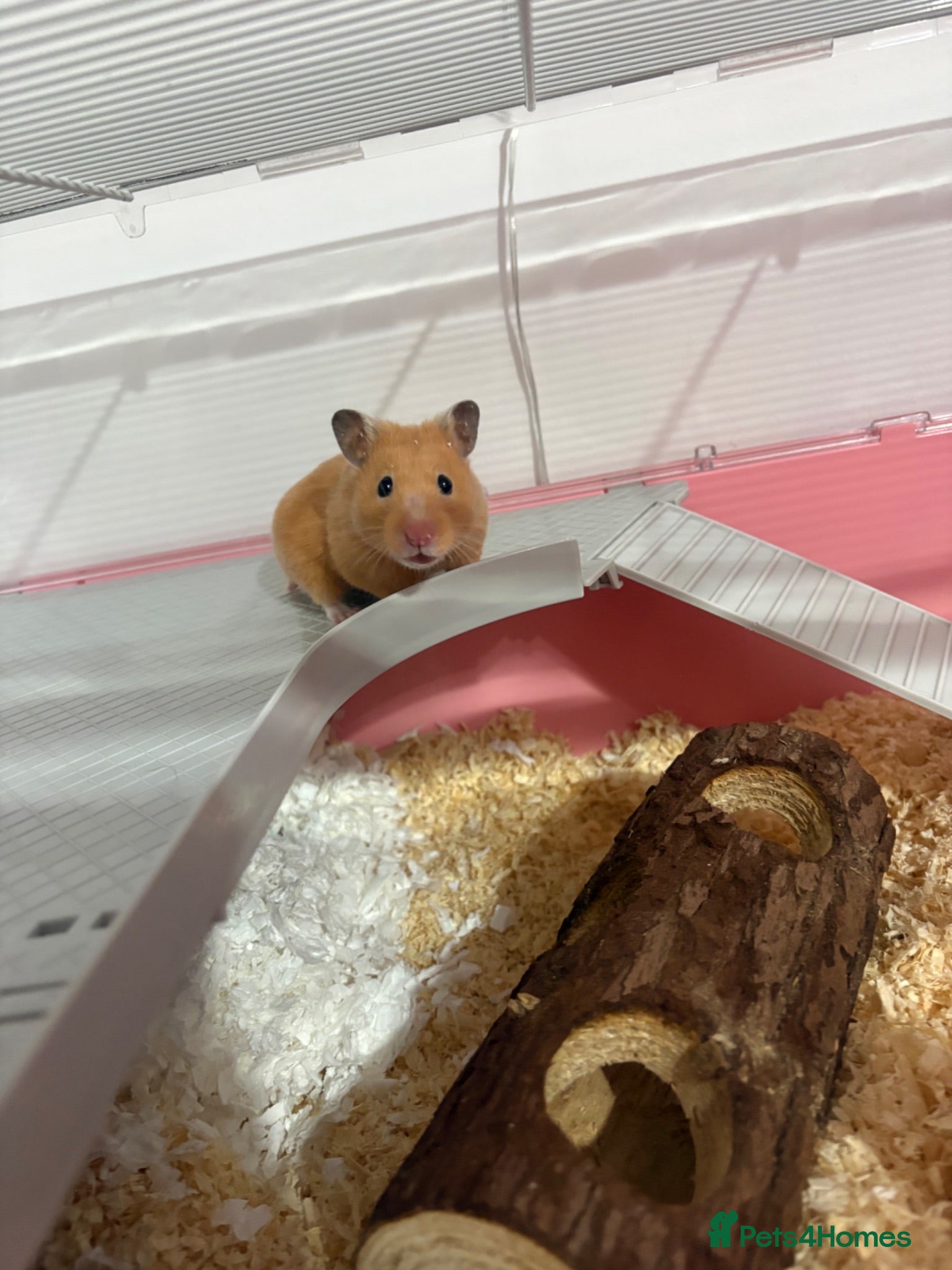 Hamster rodents Syrian hamster - Advert 10
