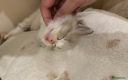 Ragdoll cats for sale: Beautiful Ragdoll kitten  - Image 2