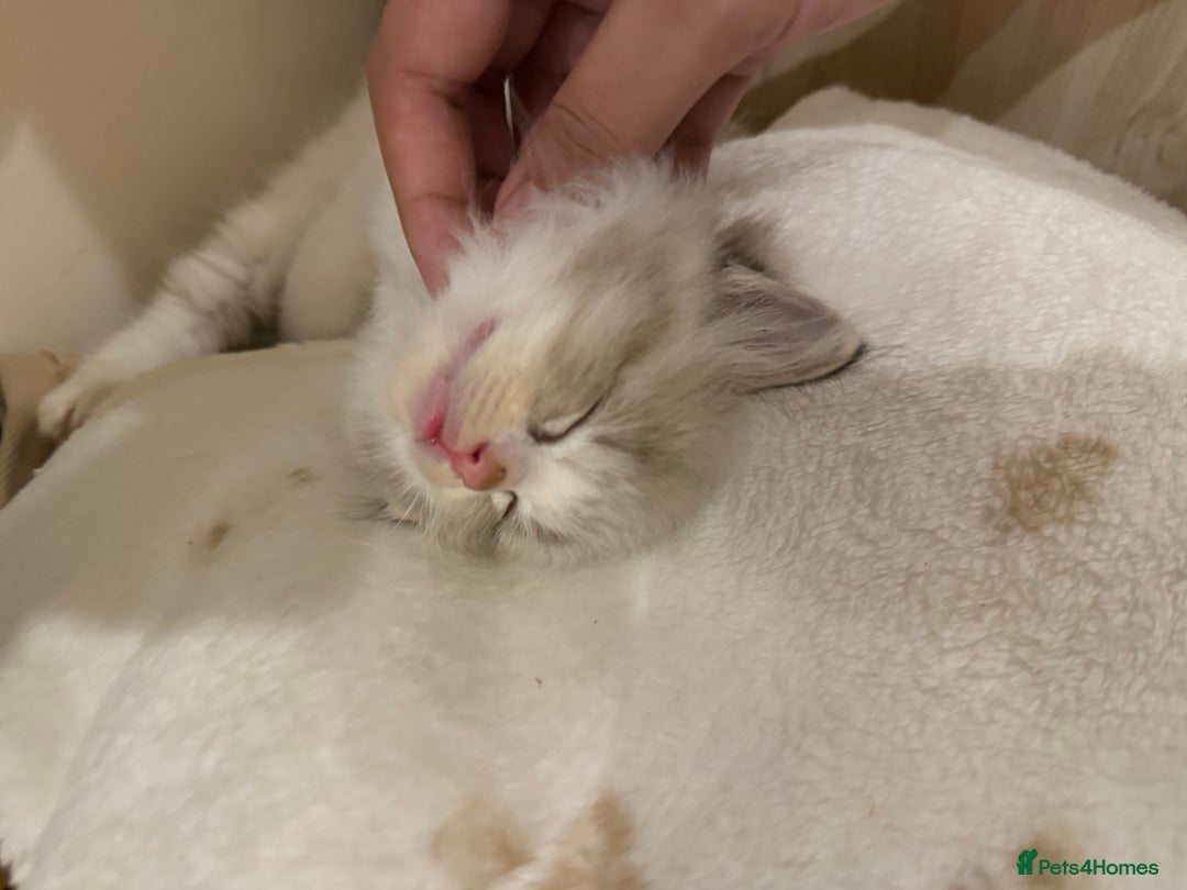 Ragdoll cats for sale: Beautiful Ragdoll kitten  - Image 2