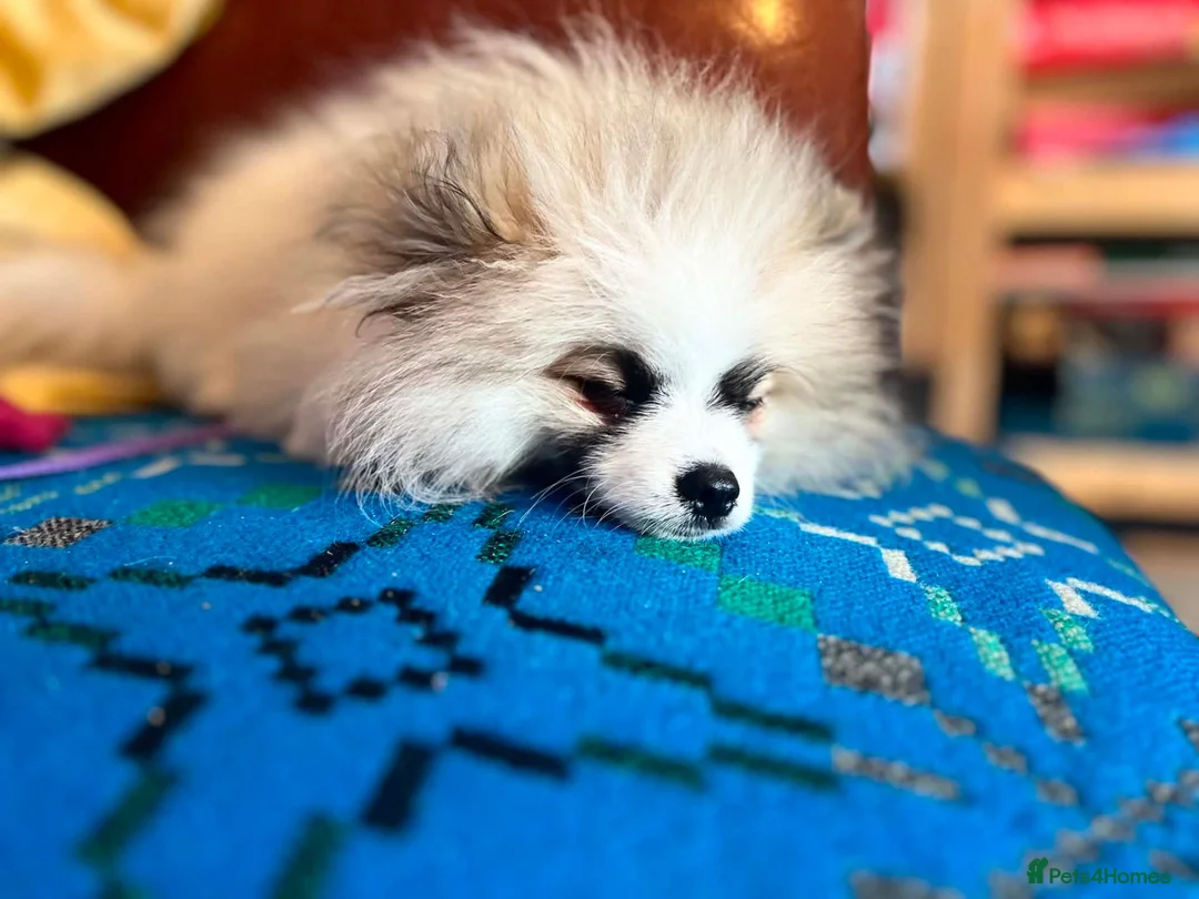 Pomeranian dogs for sale: Pomeranian 6 month old puppy in Haverfordwest - Advert 2