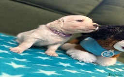 Golden Retriever dogs for sale: Championship line KC Golden Retriever puppies - Image 22