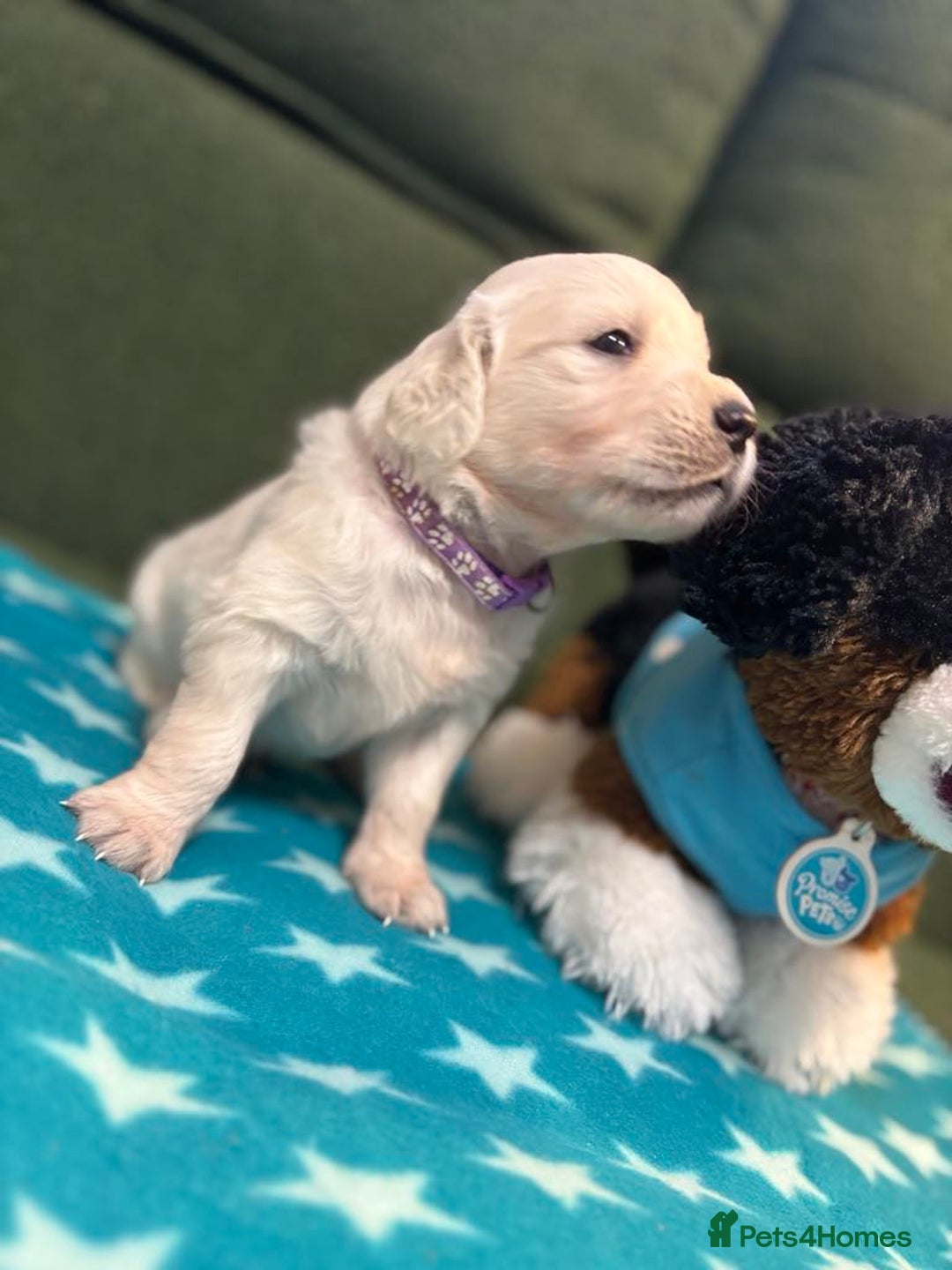 Golden Retriever dogs for sale: Championship line KC Golden Retriever puppies - Image 22
