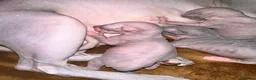 Sphynx cats for sale: Stunning lilac and blue sphynx  - Advert 12