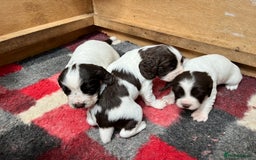 English Springer Spaniel dogs for sale: ENGLISH SPRINGER SPANIELS - Image 4