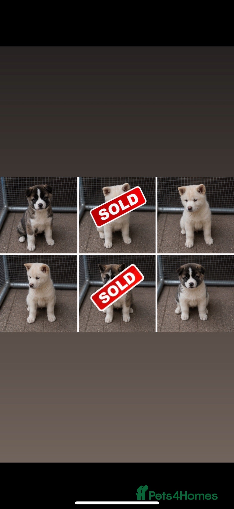 Akita dogs Beautiful Akita Puppies Looking for Forever Homes - Advert 3