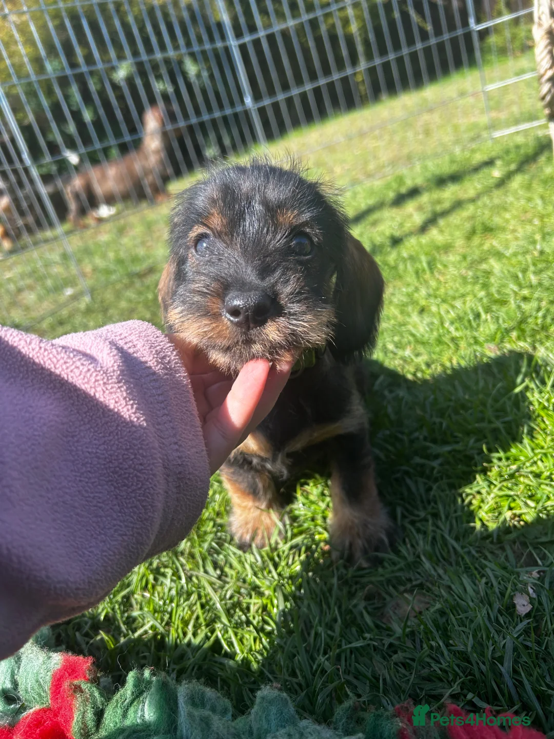 Dachshund dogs for sale: Health Tested Standard Wire Dachshunds - Advert 11