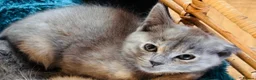 Siamese cats for sale: Siamese x Persian kittens 🐾 - Advert 20