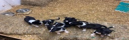 Border Collie dogs for sale: Border Collie pups for sale - Advert 3