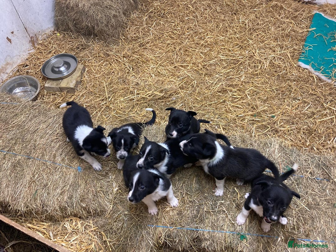 Border Collie dogs for sale: Border Collie pups for sale - Advert 3