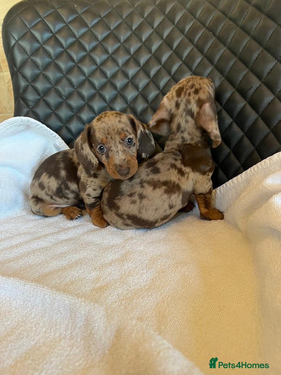 Dachshund dogs for sale: Dachshund puppies  - Advert 10