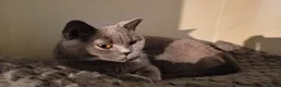 British Shorthair cats for sale: Athena TICA/GCCF Registered Stunner - Advert 1