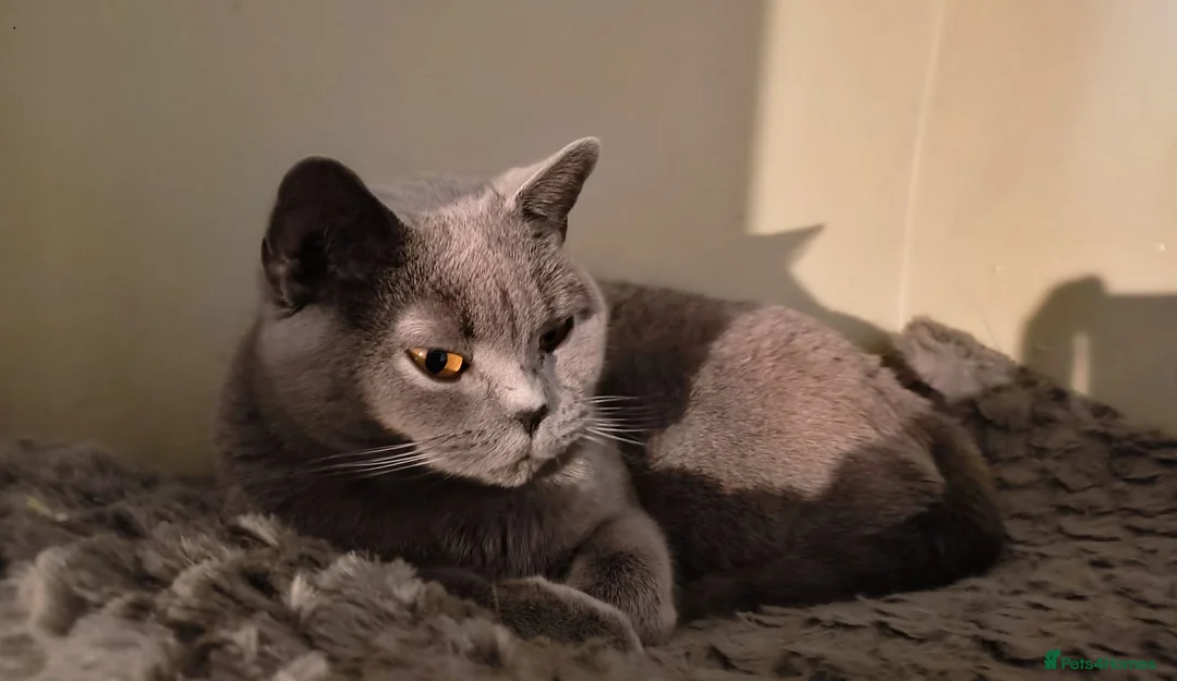 British Shorthair cats for sale: Athena TICA/GCCF Registered Stunner - Advert 1