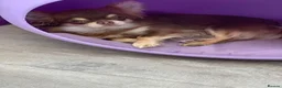 Chihuahua dogs for sale: 5* LICENSED. Gorgeous KC Chihuahua GIRLS - Advert 21