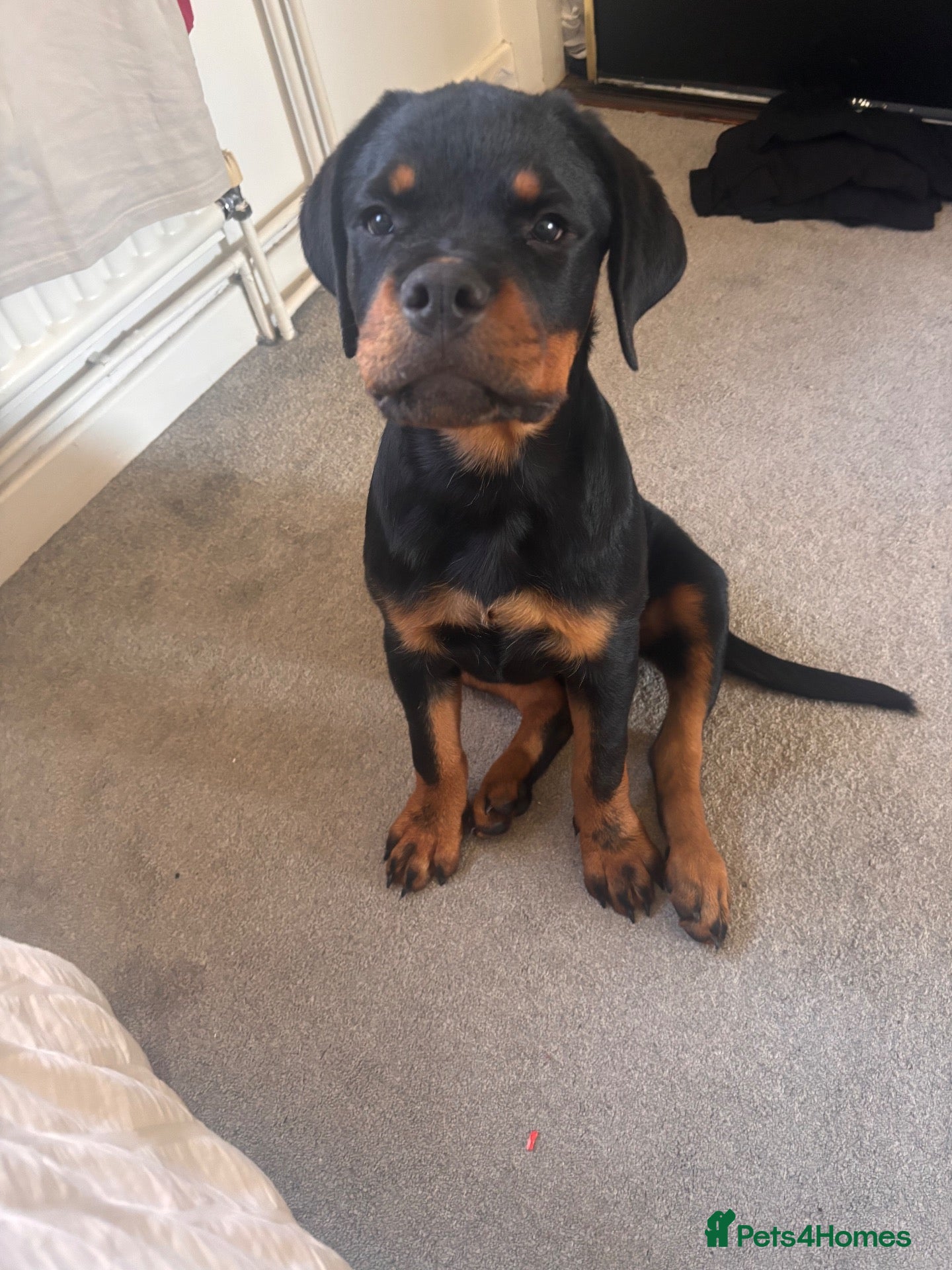 Rottweiler dogs Gorgeous Rottweiler puppy Nanci - Advert 1