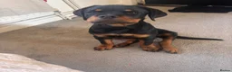Rottweiler dogs for sale: Gorgeous Rottweiler puppy Nanci - Advert 1