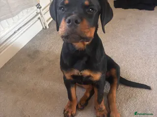 Rottweiler dogs Gorgeous Rottweiler puppy Nanci - Advert 1