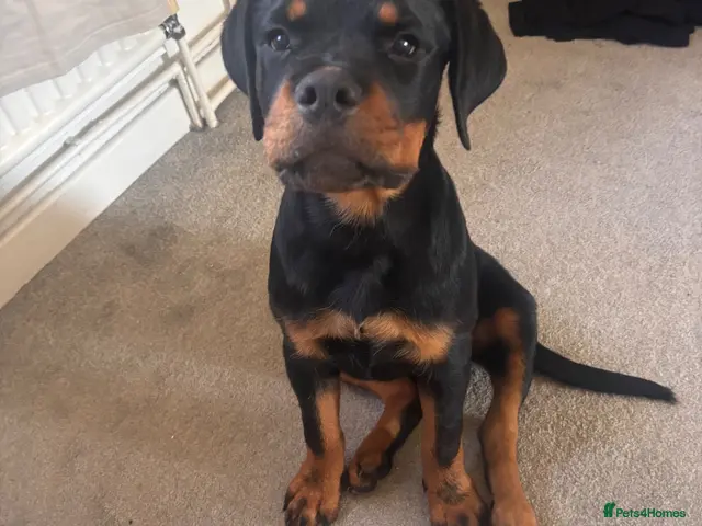 Rottweiler dogs Gorgeous Rottweiler puppy Nanci - Advert 1