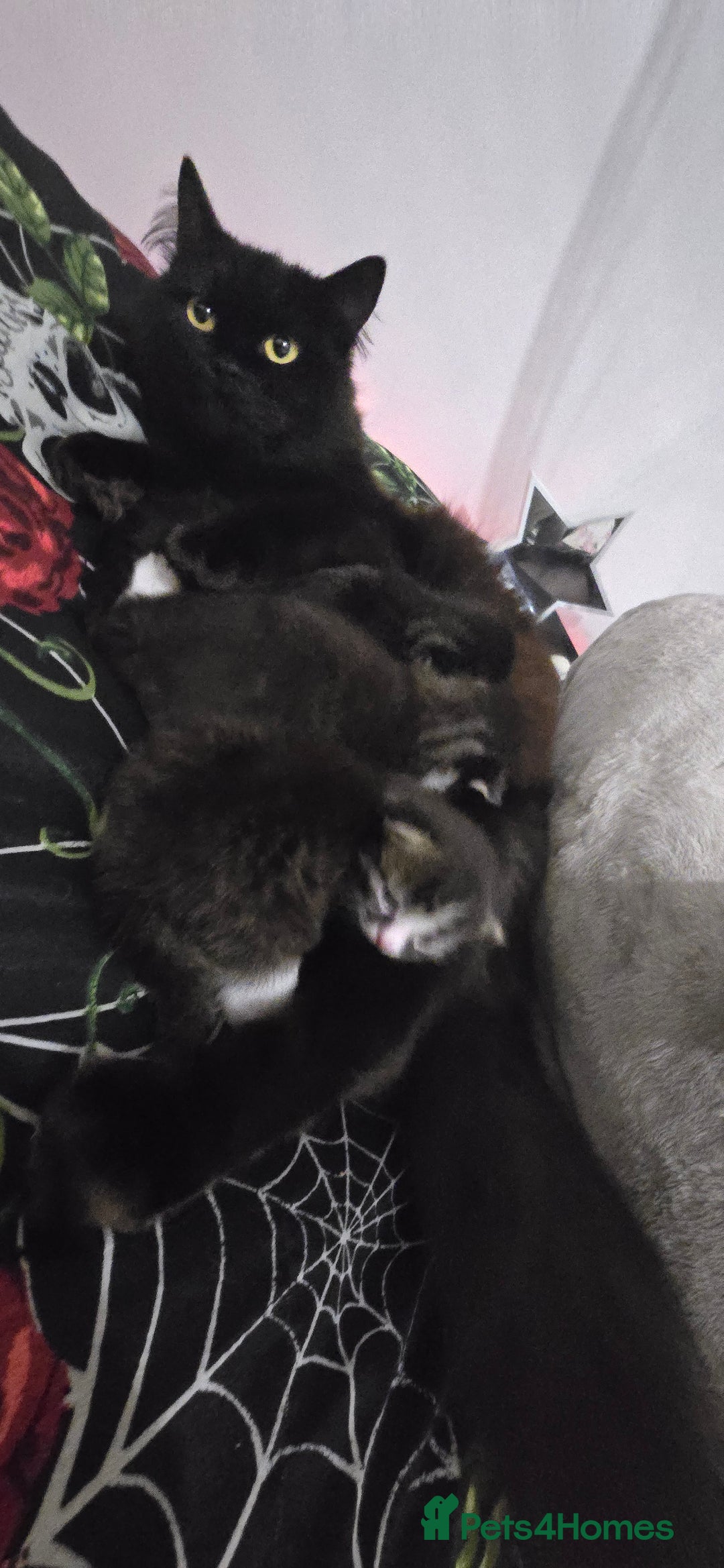 Norwegian Forest Cat cats for sale: Norweigan chubby 3 kittens - Advert 8