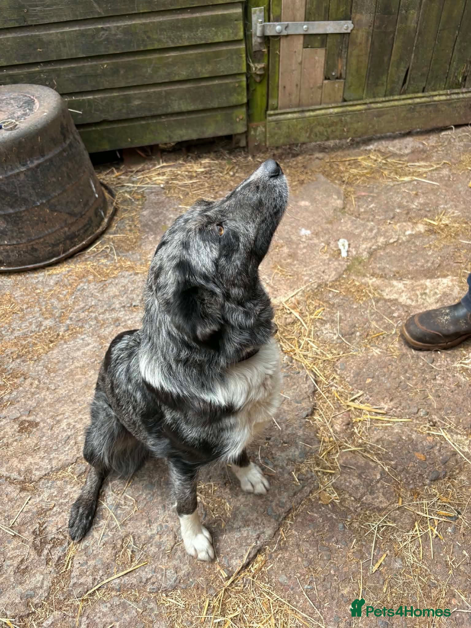 Border Collie dogs for sale: Workers!  - Advert 1