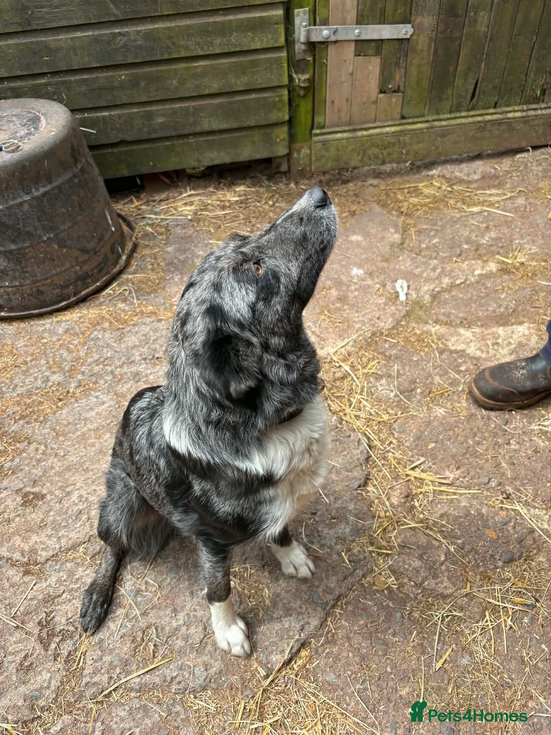 Border Collie dogs for sale: Workers!  - Advert 1