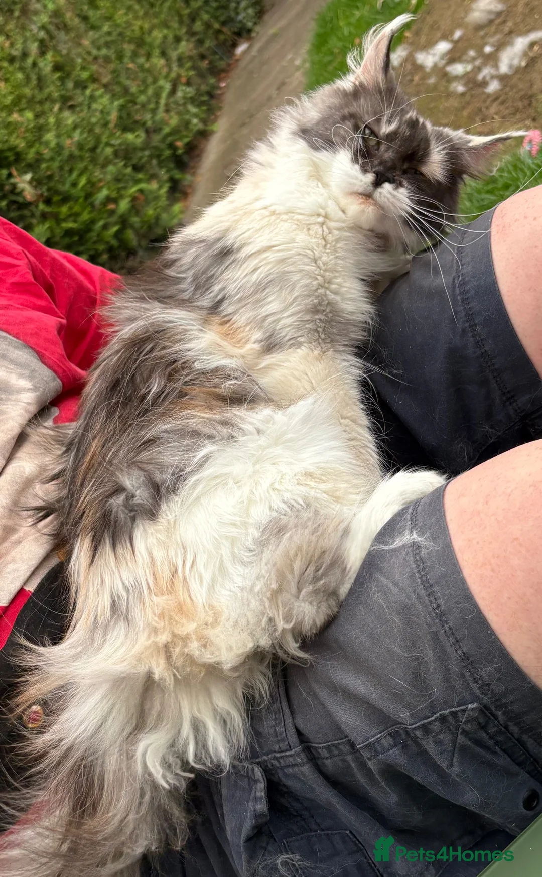 Maine Coon cats for sale: Beautiful bow lady Maine coon  - Advert 2