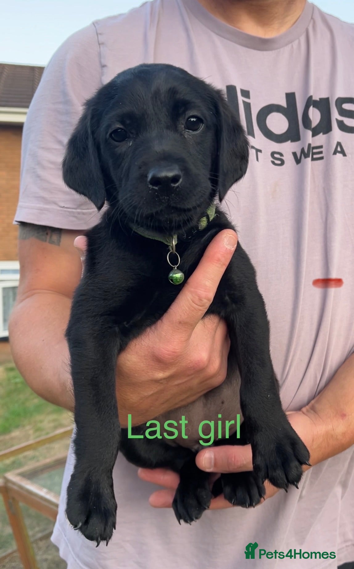 Labrador Retriever dogs Kc reg health tested Labrador pups  - Advert 1