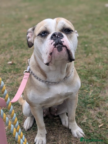 Olde English Bulldogge dogs - Advert 1