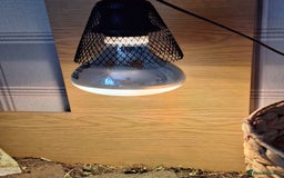 Tortoise reptiles for sale: Horsefield tortoise 🐢  - Image 9