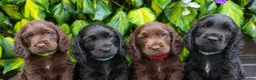 Cocker Spaniel dogs for sale: Ready now beautiful cocker spaniel pups  - Advert 4