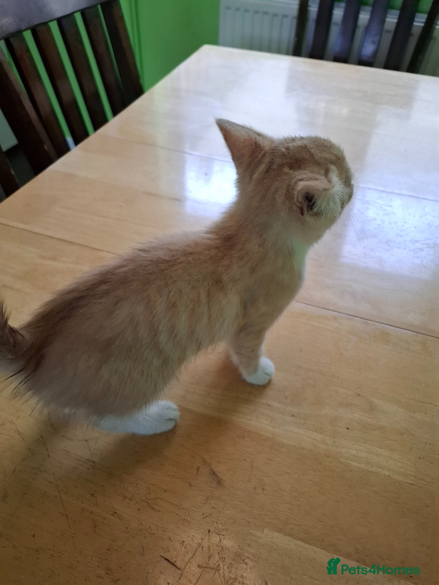 Mixed Breed cats for sale: Six 9 week old Kittens   - Advert 12