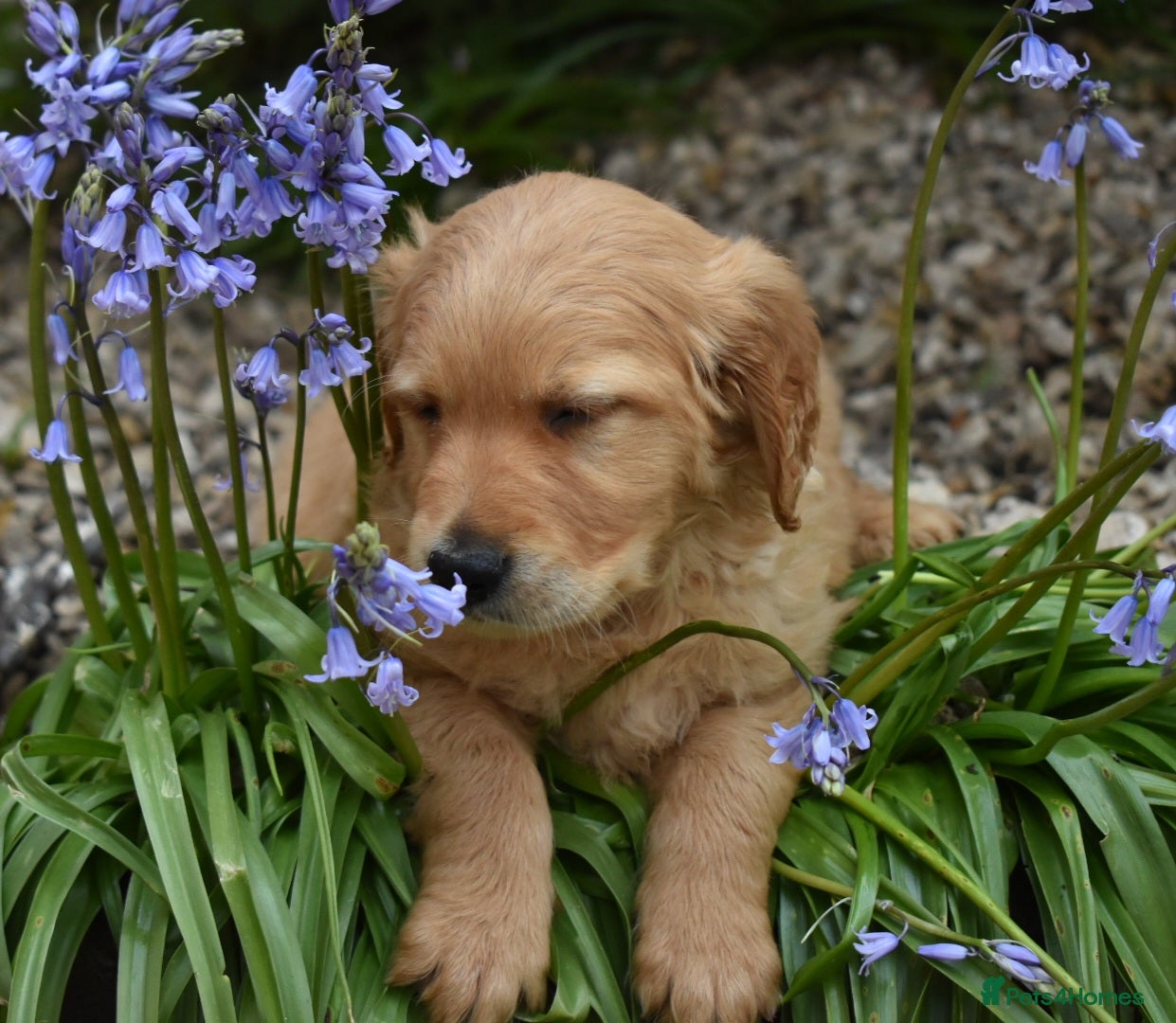 Golden Retriever dogs *Beautiful KC, DNA clear Golden retriever pups* - Advert 2