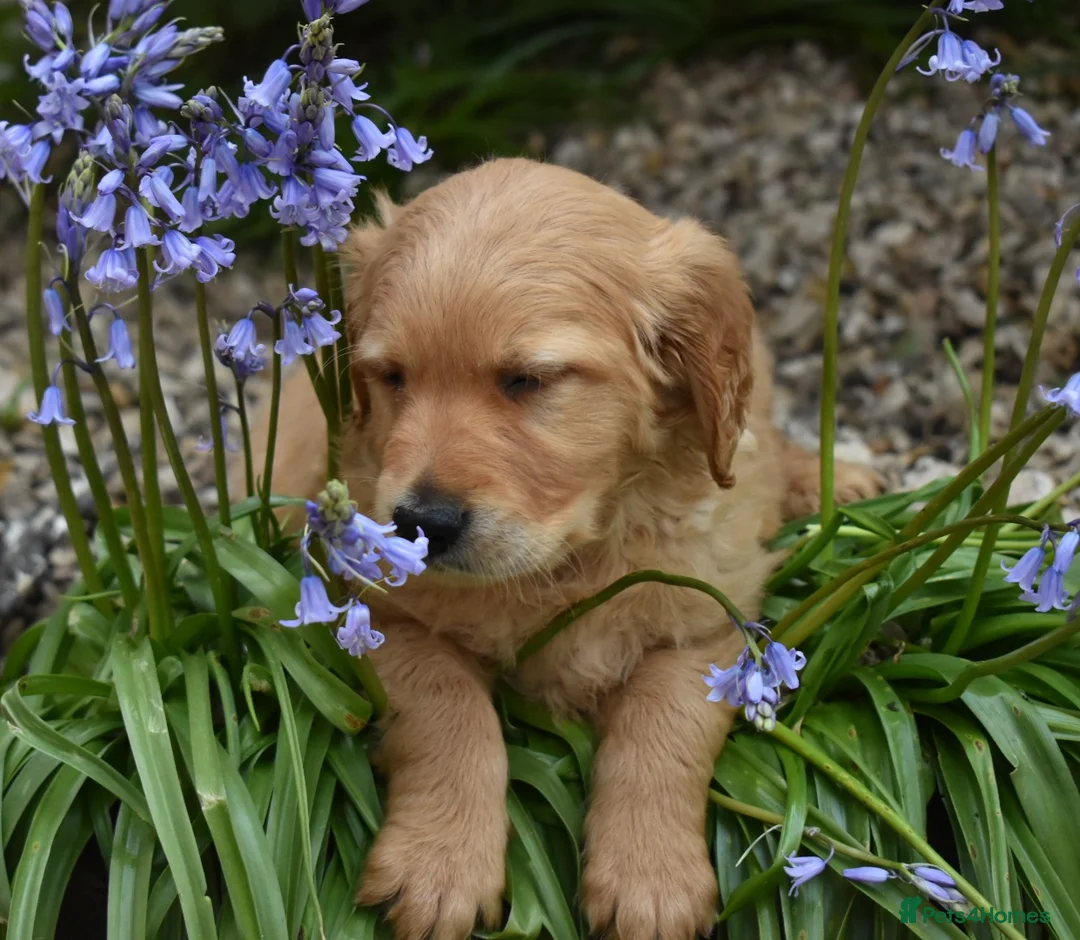 Golden Retriever dogs for sale: *Beautiful KC, DNA clear Golden retriever pups* - Advert 1