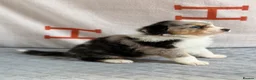 Australian Shepherd dogs for sale: Kc Australia shepherd puppies health test parents - Advert 33