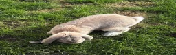 French Lop rabbits for sale: Male French lop  - Advert 3