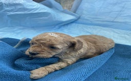 Cavapoo dogs for sale: Cavapoo puppies boys and girls available - Image 8