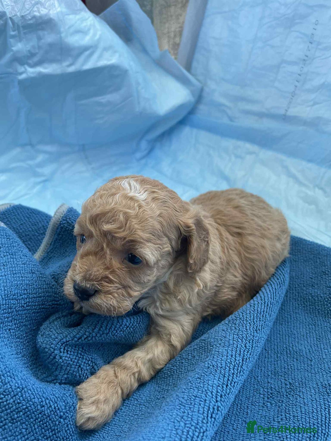 Cavapoo dogs for sale: Cavapoo puppies boys and girls available - Image 8
