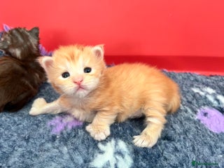 Maine Coon cats Polydactyl Maine Coon Kittens! - Advert 1