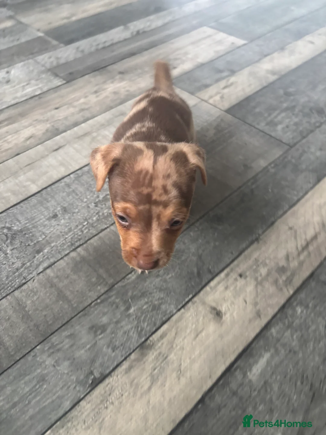 Jack Russell dogs for sale: Full jack russell puppies  - Advert 5