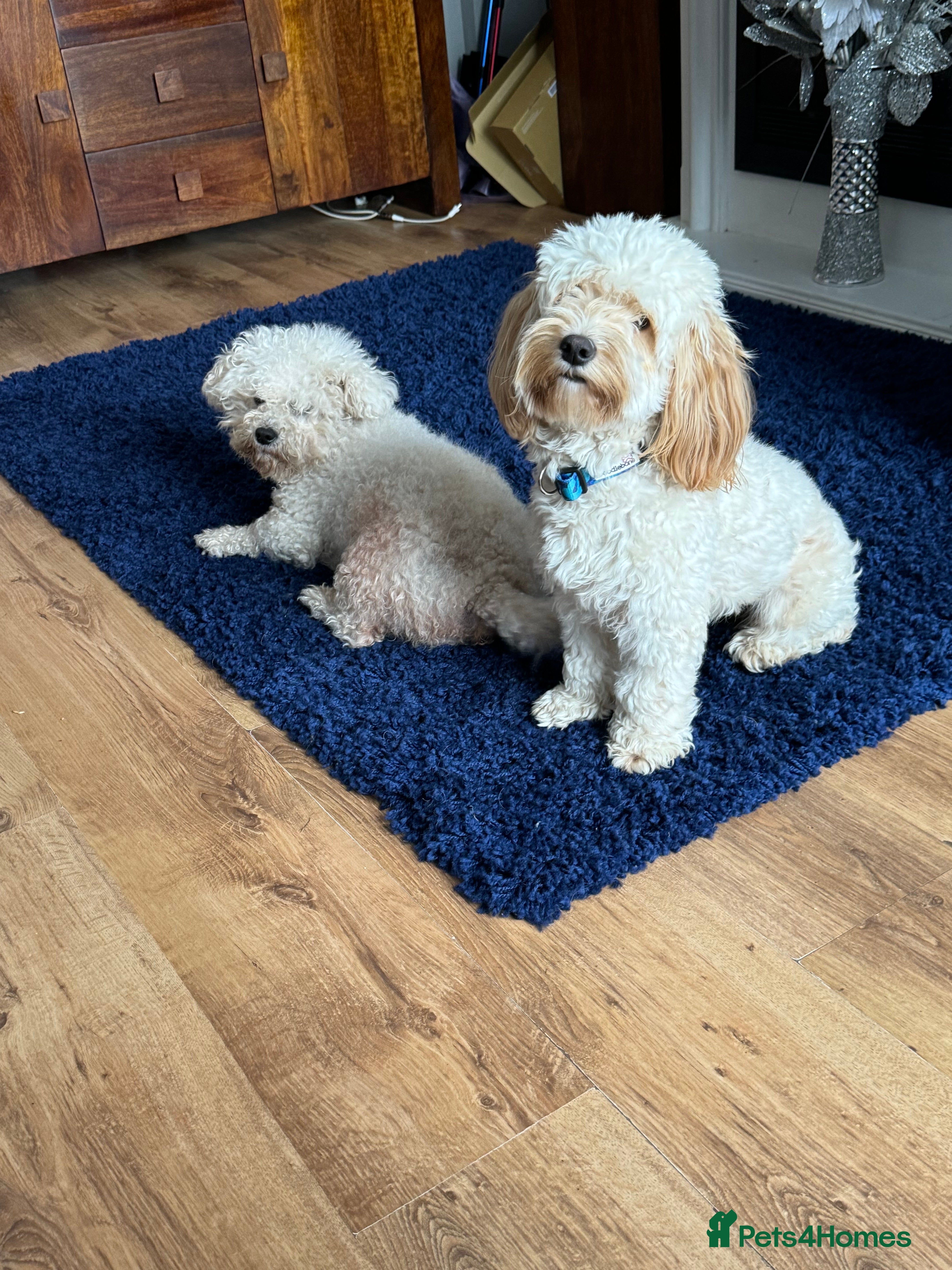 Cockapoo dogs Cockapoo - Advert 1