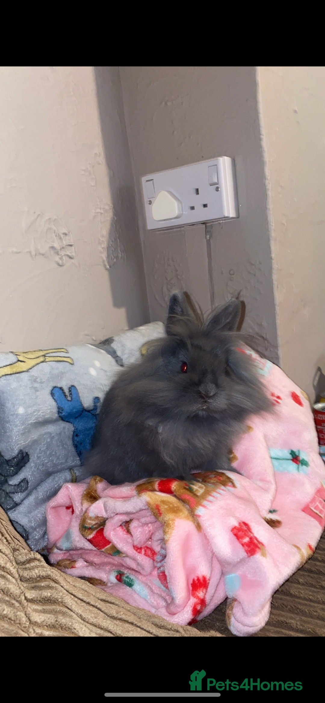 Lionhead rabbits for sale: Lionhead female rabbit & 2 tiered cage - Advert 4
