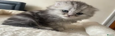 Scottish Fold Kitten 1
