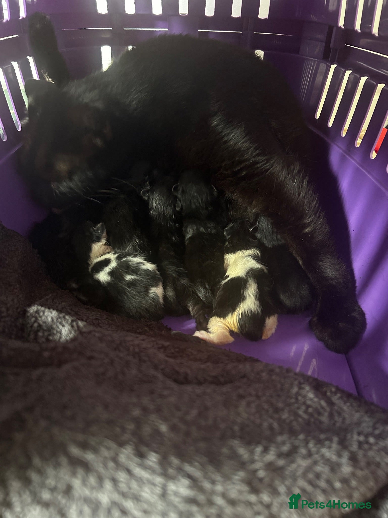 Mixed Breed cats Playful kittens - Advert 12