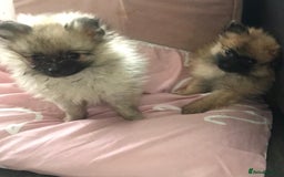 Pomeranian dogs for sale: ** Pomeraniums  - Image 9