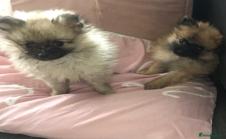 Pomeranian dogs - Advert 2