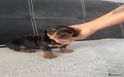 Miniature Dachshund dogs for sale: Dachshund mini - Image 1
