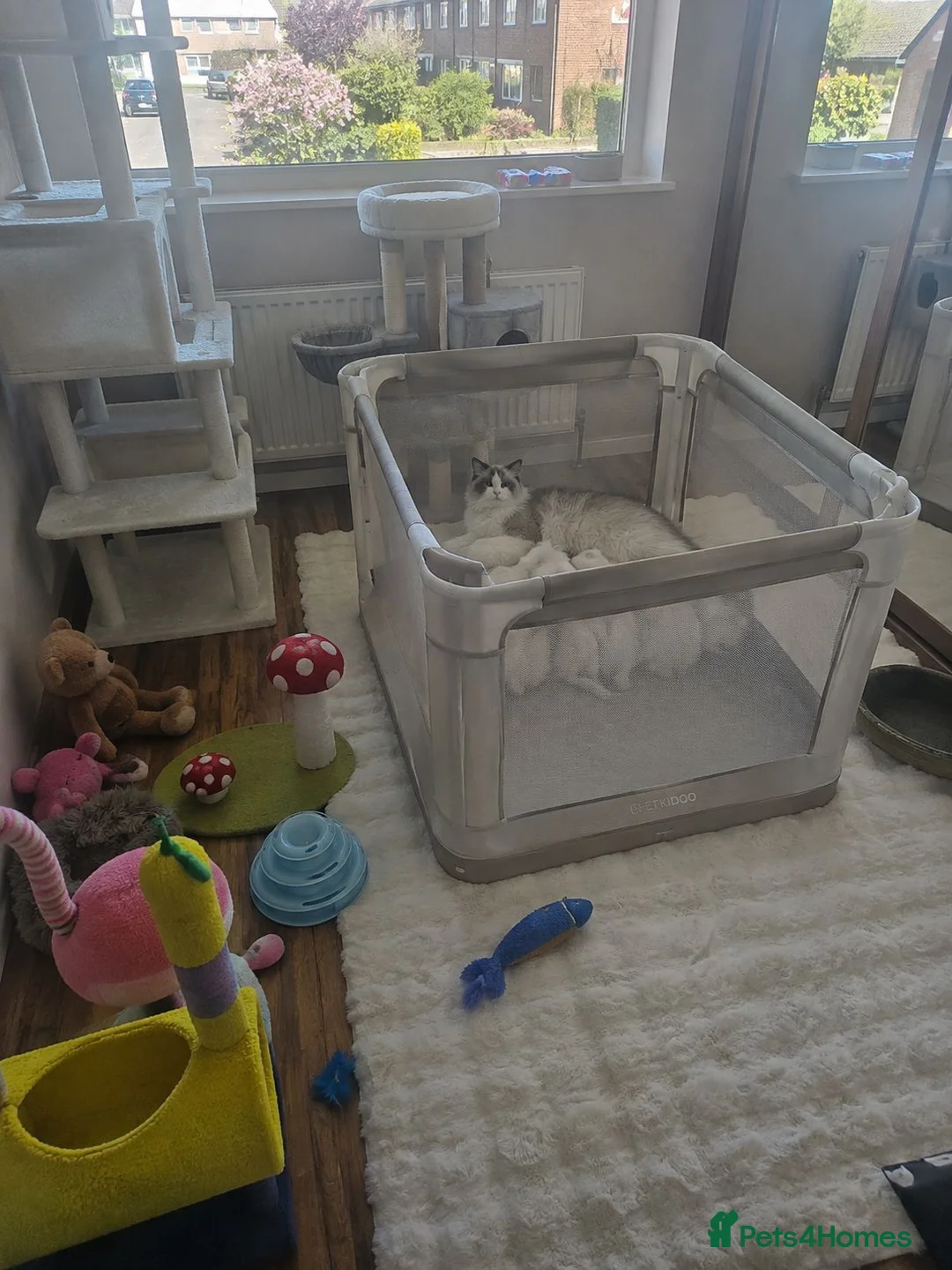 Ragdoll cats for sale: ✨ Beautiful Pedigree Ragdoll Kittens Available ✨ - Advert 2