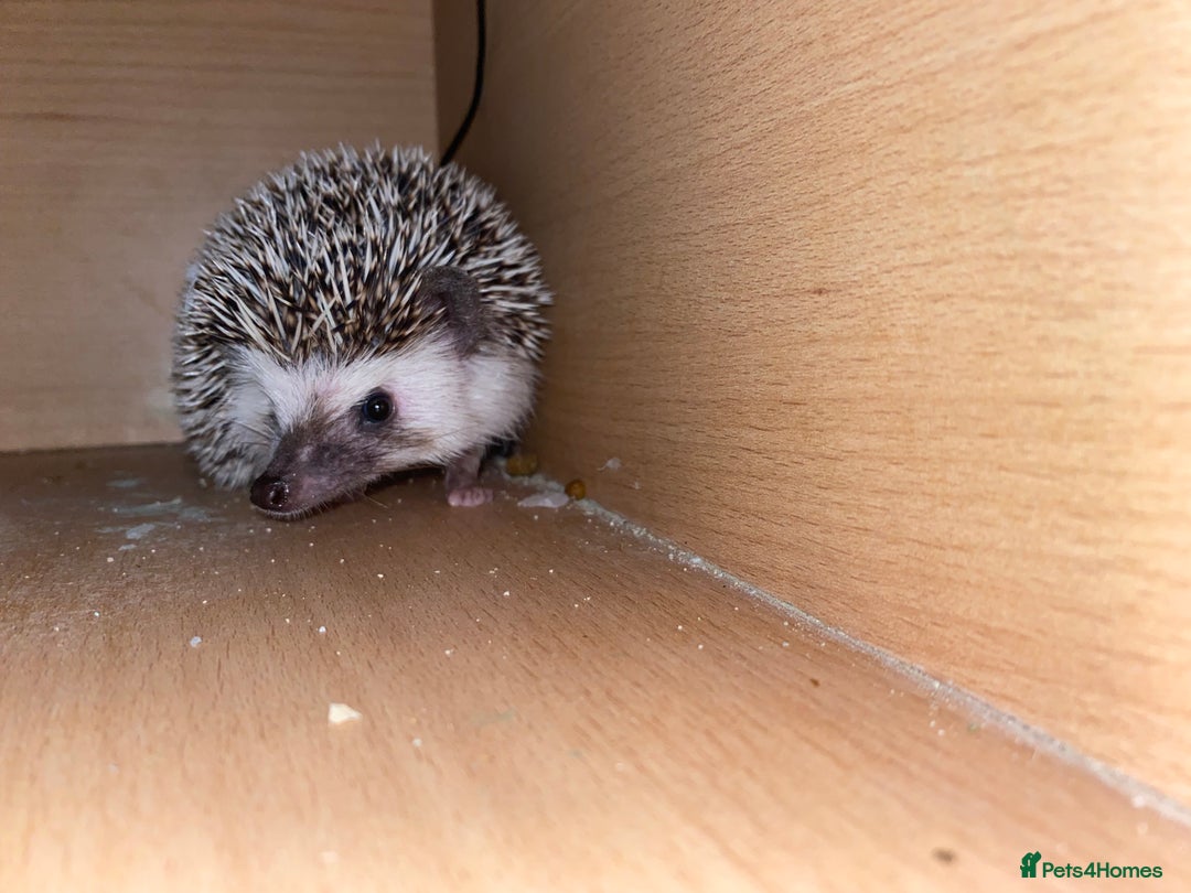 Pygmy Hedgehog rodents for sale: Male hedgehog - Image 4