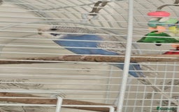 Budgerigars birds for sale: Budgies  - Image 4