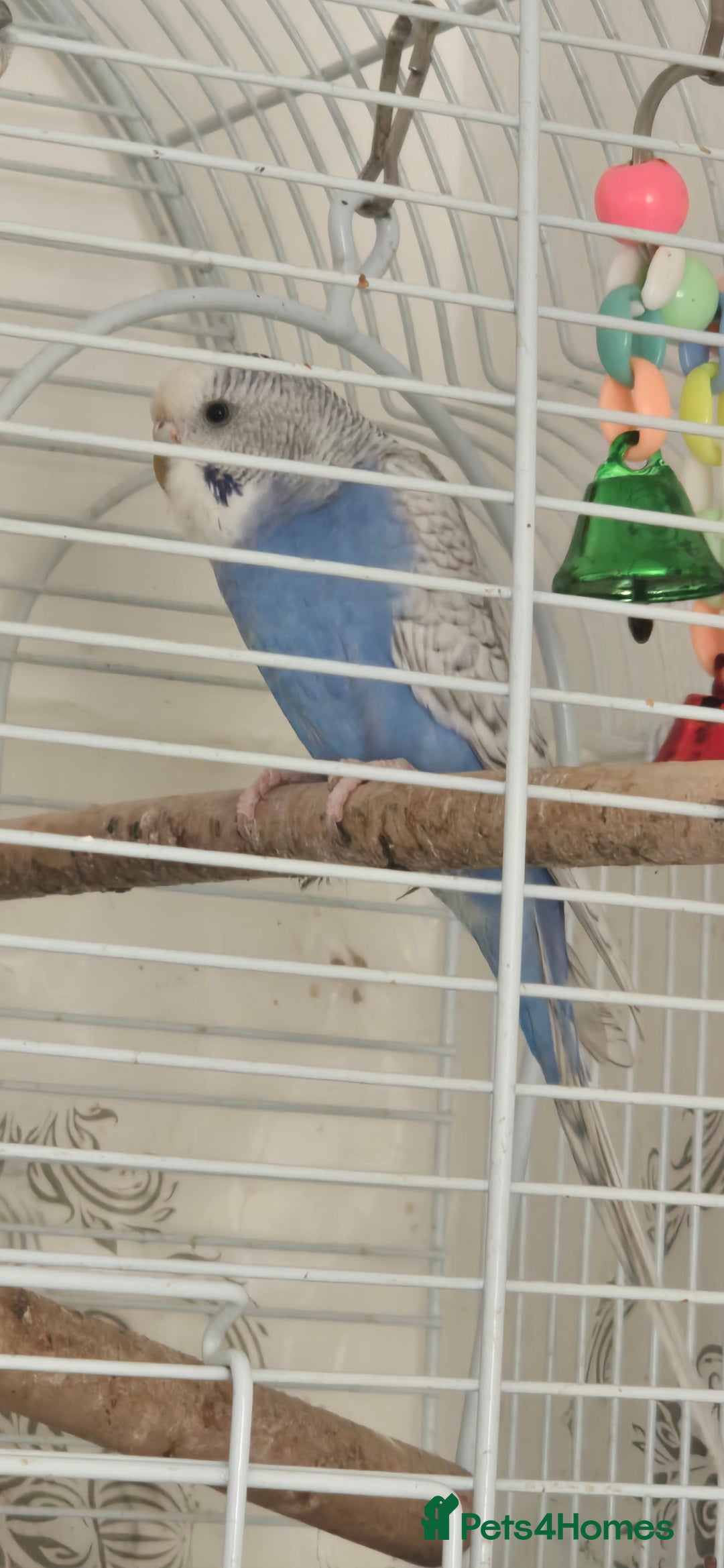 Budgerigars birds for sale: Budgies  - Image 4
