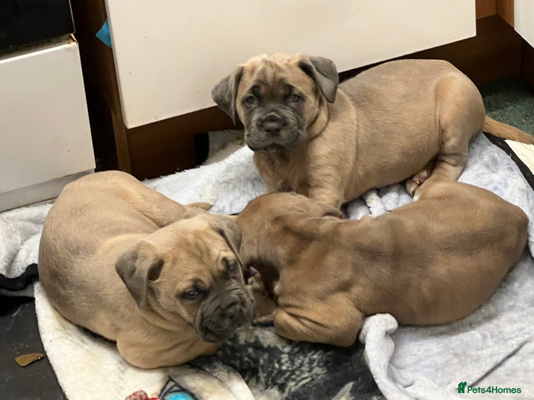 Cane Corso dogs for sale: Cane corso - Image 5
